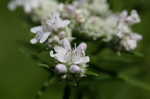 Narrowleaf mountainmint